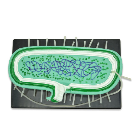 Модель «Бактерия»